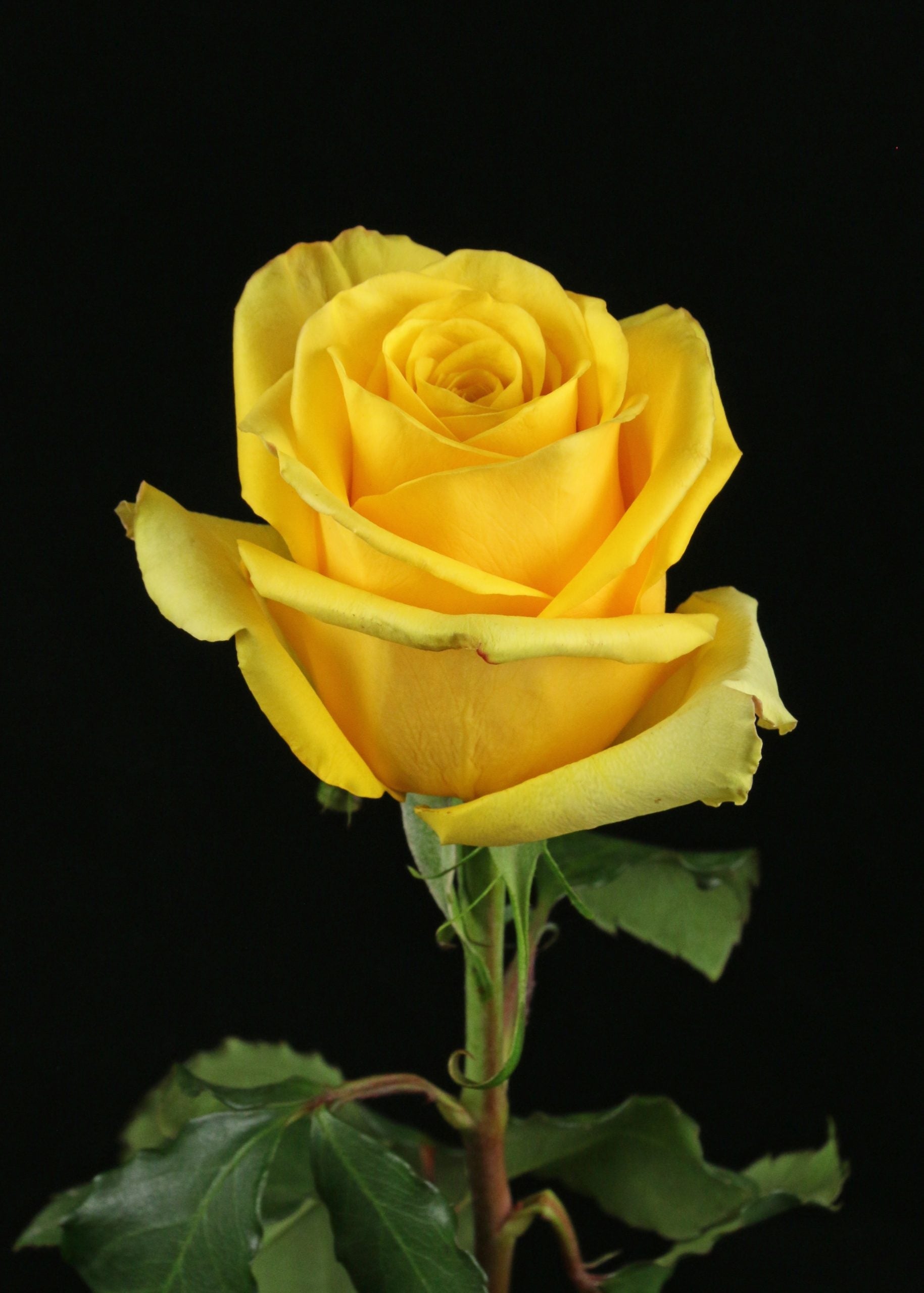 ROSE 50cm YEL Bumblebee 25 St(Stems)