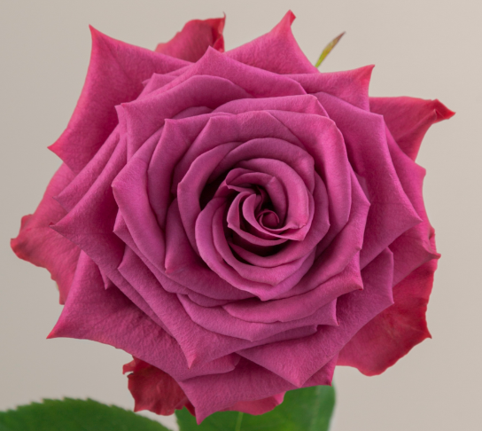 ROSE 50cm LAV Blueberry 25 St(Stems)