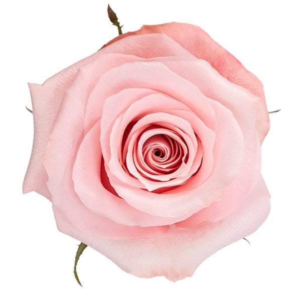 ROSE 60cm LPK Be Sweet 25 St(Stems)