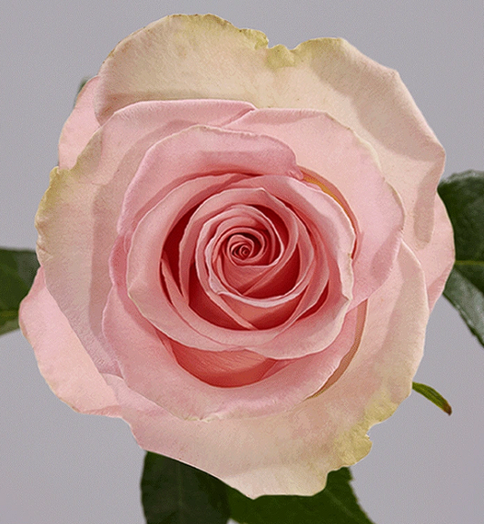 ROSE BLESSING 50CM