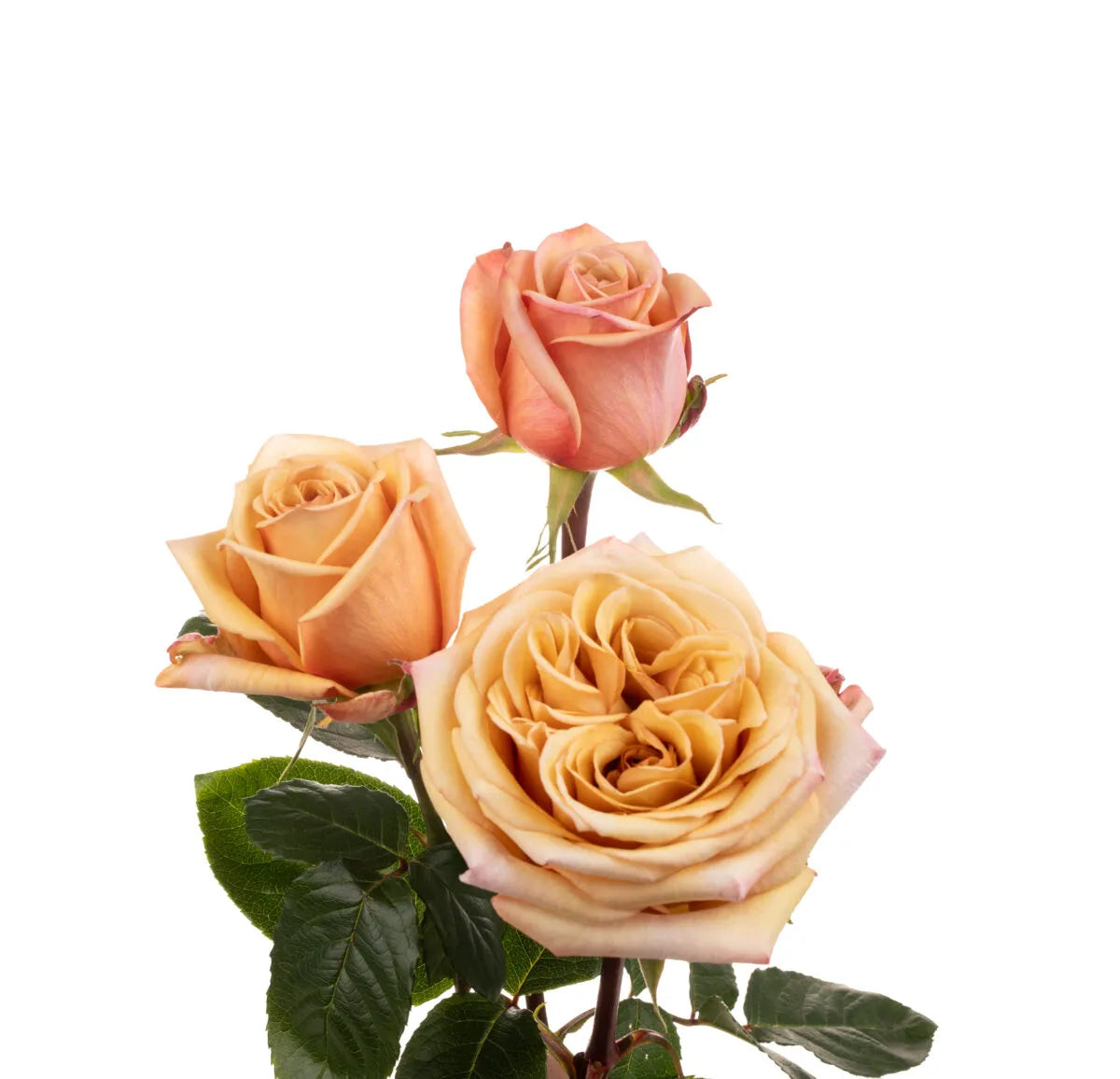 ROSE 50cm PEA CARAMEL DREAM 25 St(Stems)