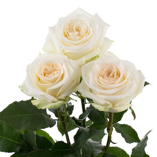 ROSE 50cm CRE CANDLELIGHT 25 St(Stems)