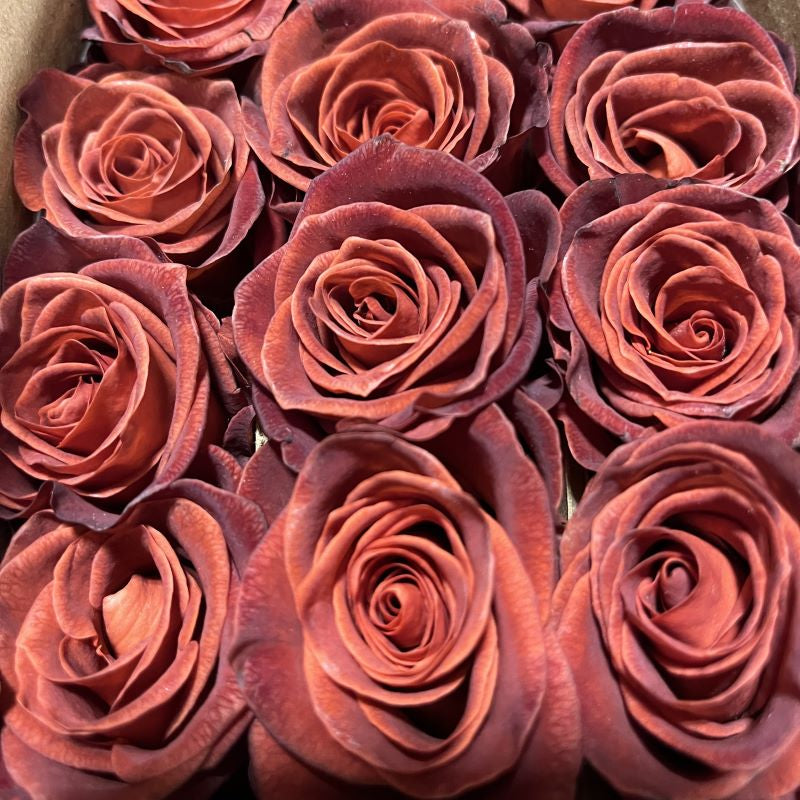 ROSE 40cm TER Cafe del Mar 25 St(Stems)