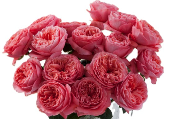 ROSE 50cm PNK Candy x-pression 25 St(Stems)