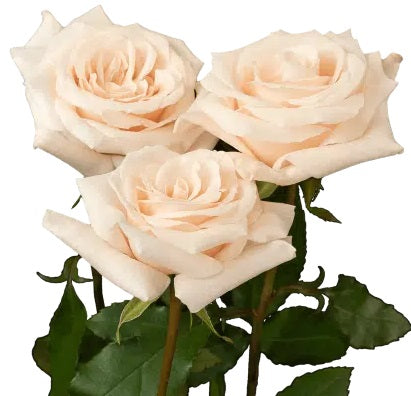 ROSE 40cm LPK Champagne 25 St(Stems)