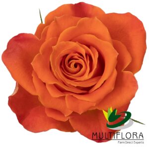 ROSE 40cm ORA Clementina 25 St(Stems)