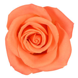 ROSE 40cm ORA Crush 25 St(Stems)