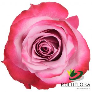 ROSE 40cm PUR Deep Purple 25 St(Stems)