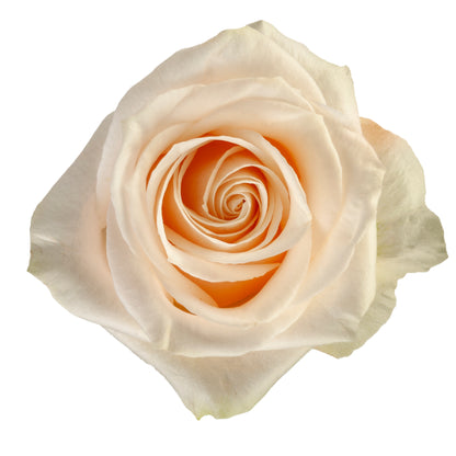 COLOR ROSES VENDELA WHITE