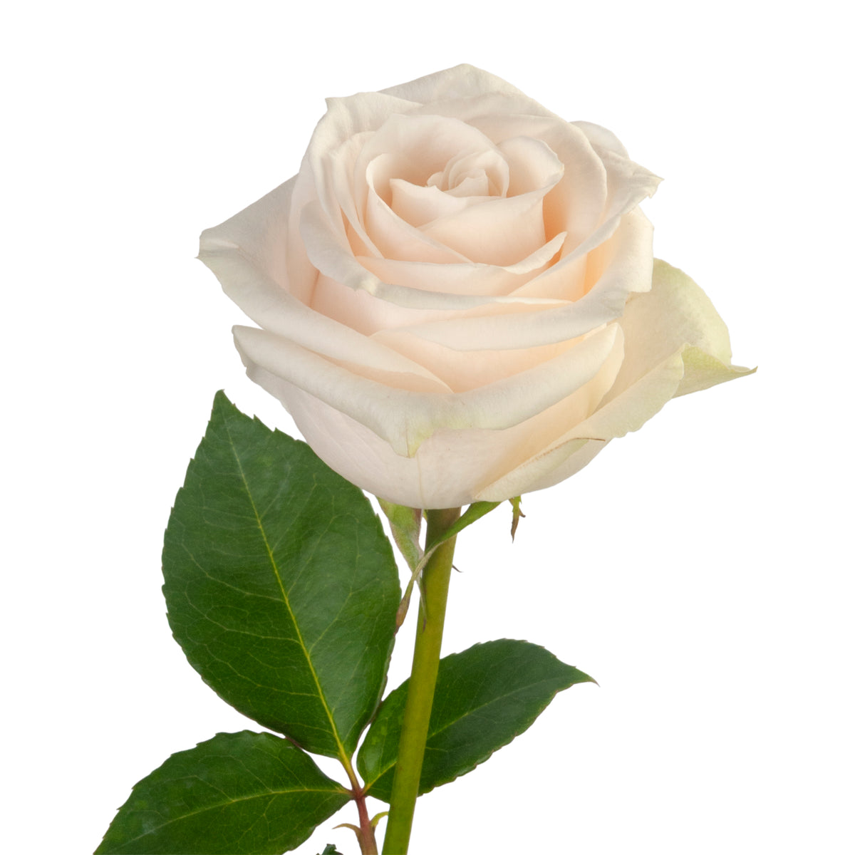 COLOR ROSES VENDELA WHITE