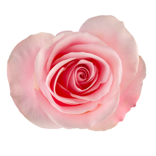 ROSE NOVIA 40CM