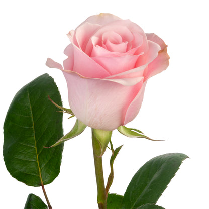 ROSE NOVIA 40CM