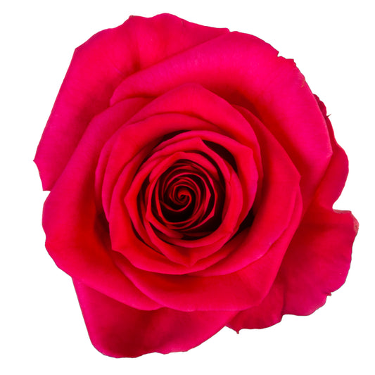 ROSE QUEEN BERRY 50CM
