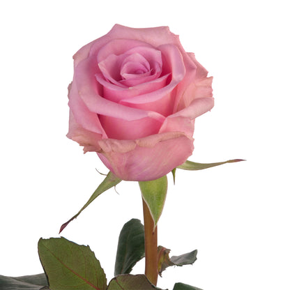 ROSE JESSICA 40CM