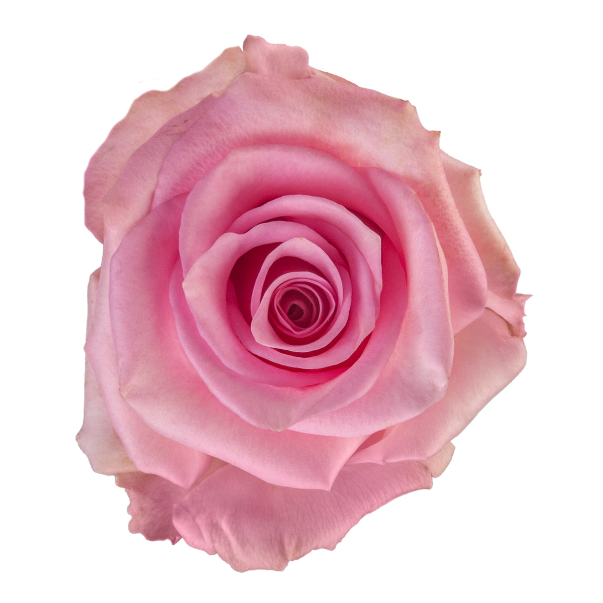 ROSE JESSICA 40CM