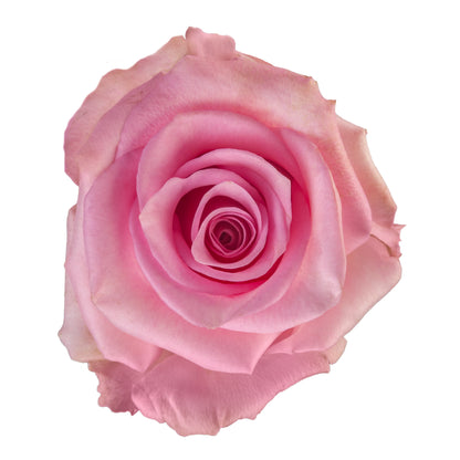 ROSE JESSICA 40CM