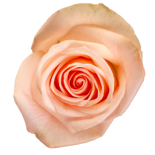 ROSE TIFFANY 60CM