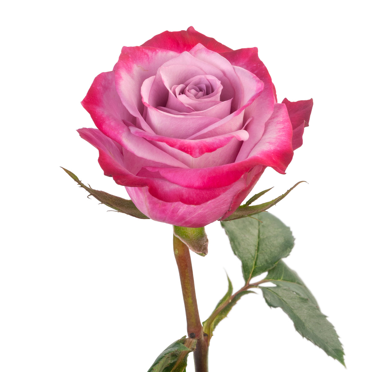 ROSE DEEP PURPLE 60CM