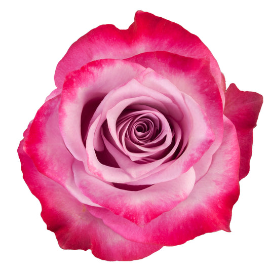 ROSE DEEP PURPLE 40CM