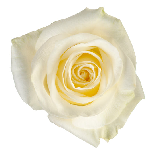 ROSE SUGAR DOLL 60CM