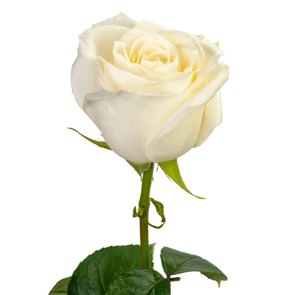 ROSE SUGAR DOLL 60CM