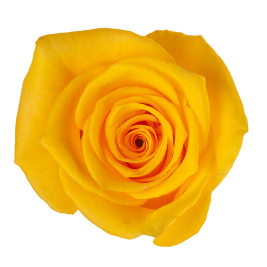 ROSE MOMENTUM 60CM