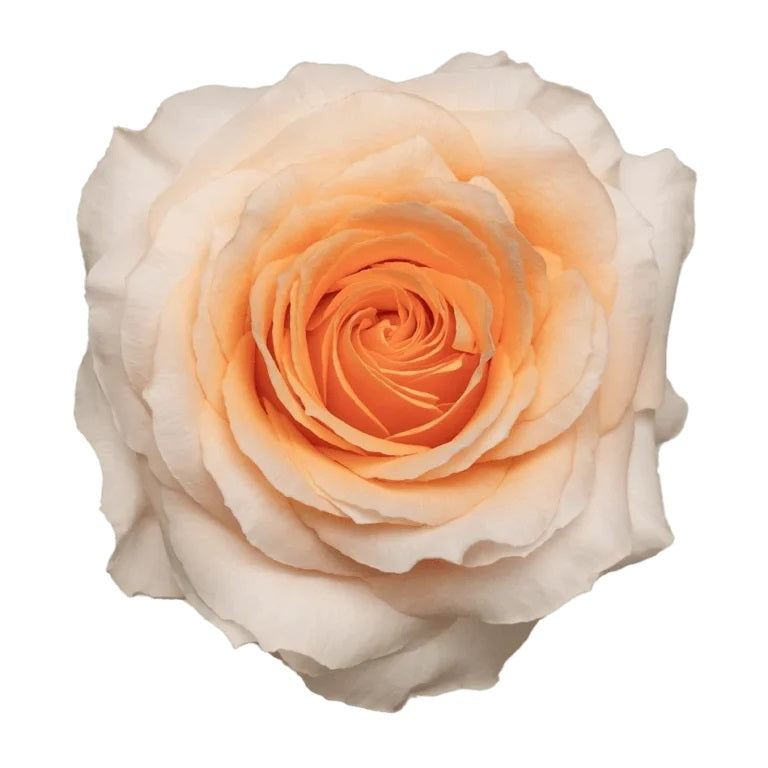 ROSE 50cm PEA Felicity 25st 25 St(Stems)