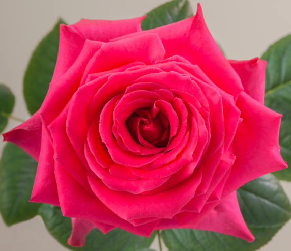 ROSE 50cm DPK Full Monty 25 St(Stems)
