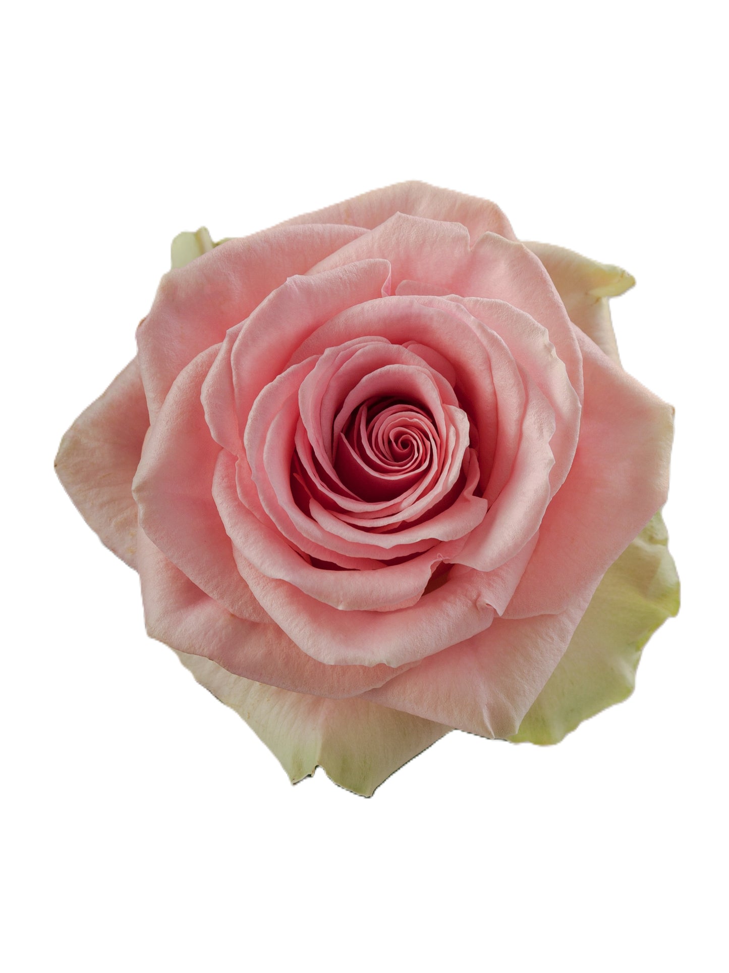 ROSE GERALDINE 50CM