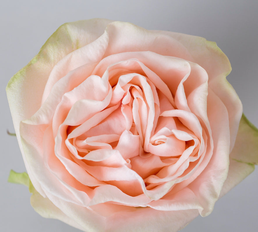 GARDEN ROSE 50cm LPK GARDEN SPIRIT 25 St(Stems)