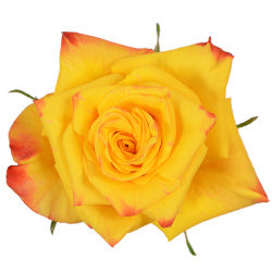 ROSE 60cm BIC High And Magic 25st 25 St(Stems)