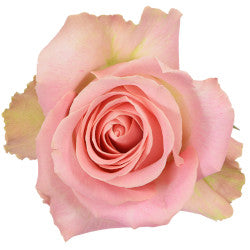 ROSE 60cm LPK Hermosa 25 St(Stems)