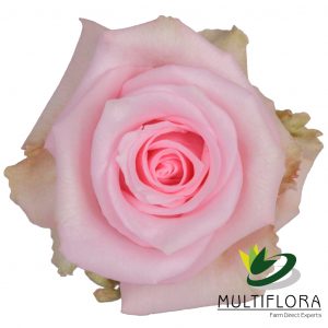 ROSE 40cm LPK Jessica 25 St(Stems)