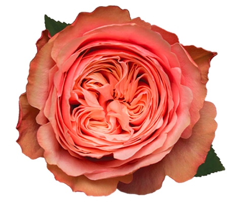 ROSE 50cm PEA Kahala 25 St(Stems)