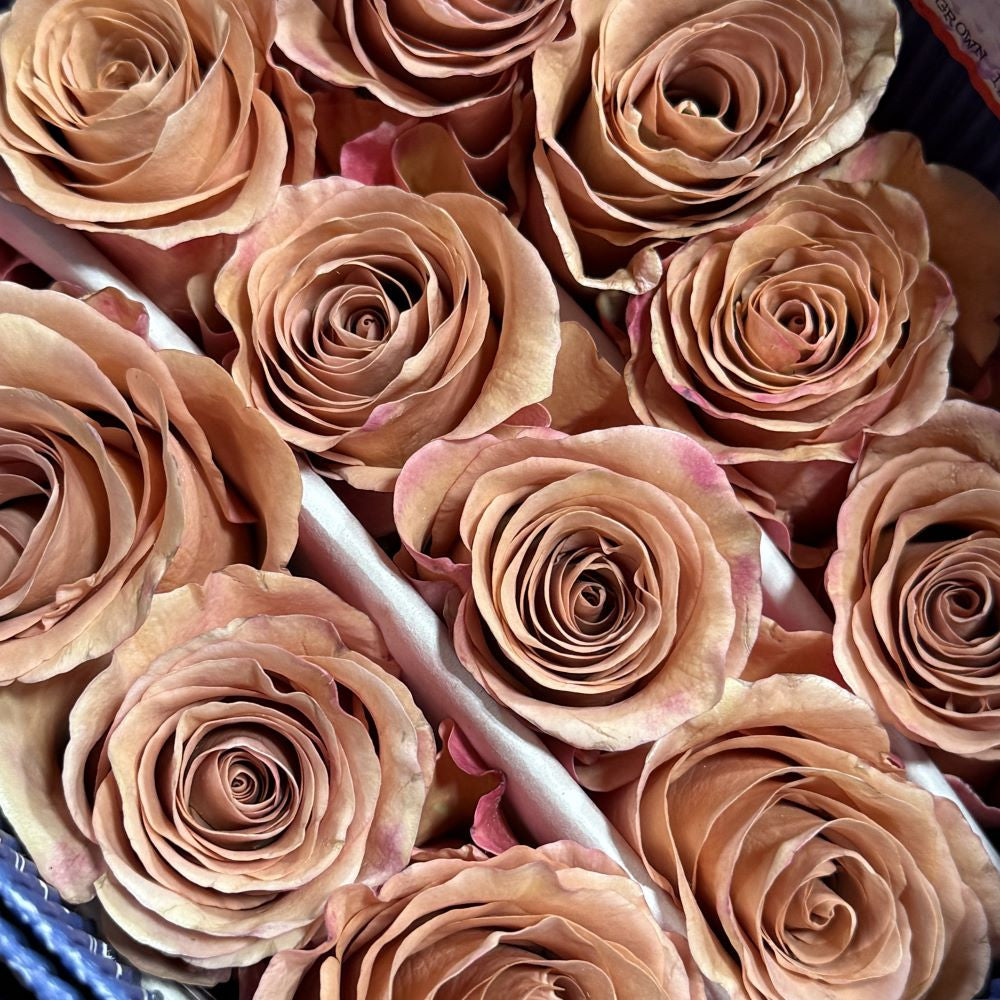 ROSE 50cm TER macadamia 25 St(Stems)