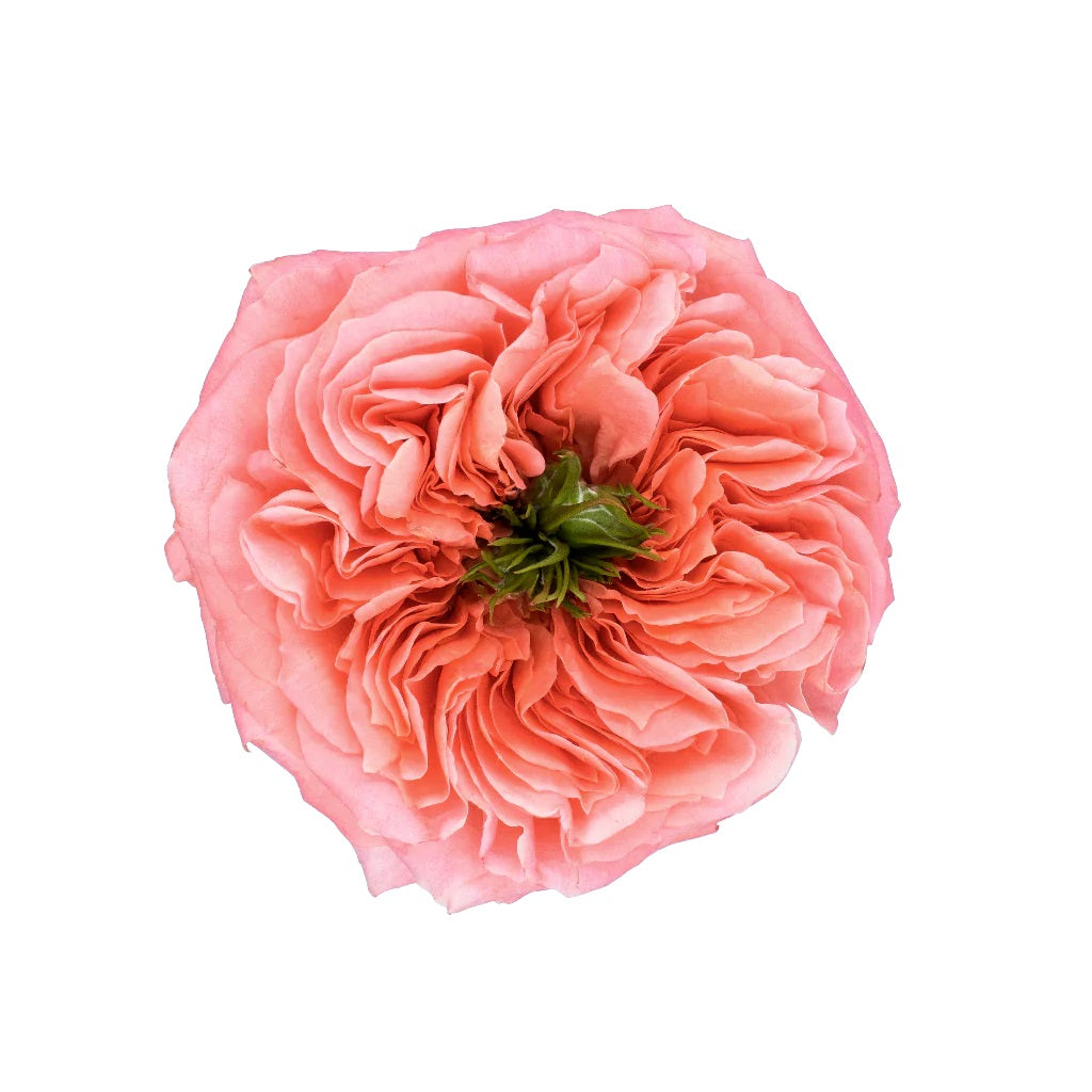 GARDEN ROSE 50cm CRL Mandarin x-pression 25 St(Stems)