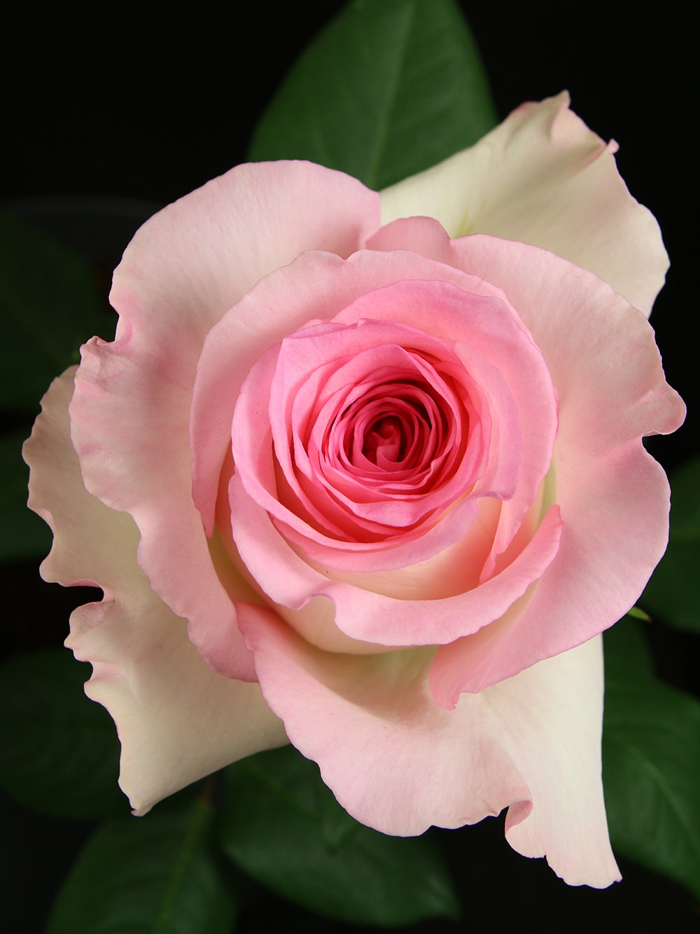 ROSE 50cm LPK Mandala 25 St(Stems)
