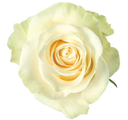 ROSE MONDIAL 50CM