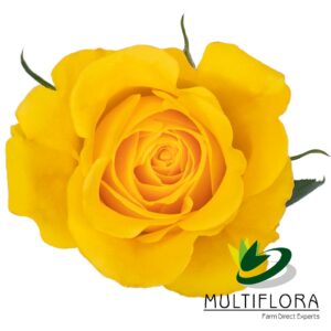ROSE 60cm YEL Momentum 25 St(Stems)