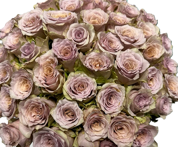 ROSE 50cm TER Moka Loka Lilac/Gre 25 St(Stems)