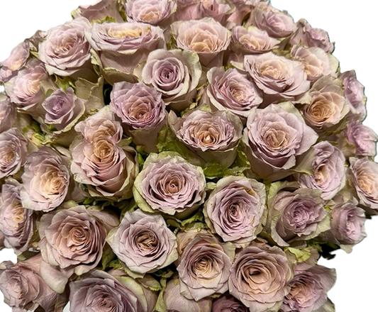 ROSE 50cm TER Moka Loka Lilac/Gre 25 St(Stems)