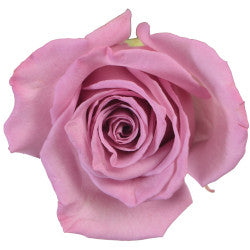 ROSE 60cm PUR Moody Blues 25 St(Stems)