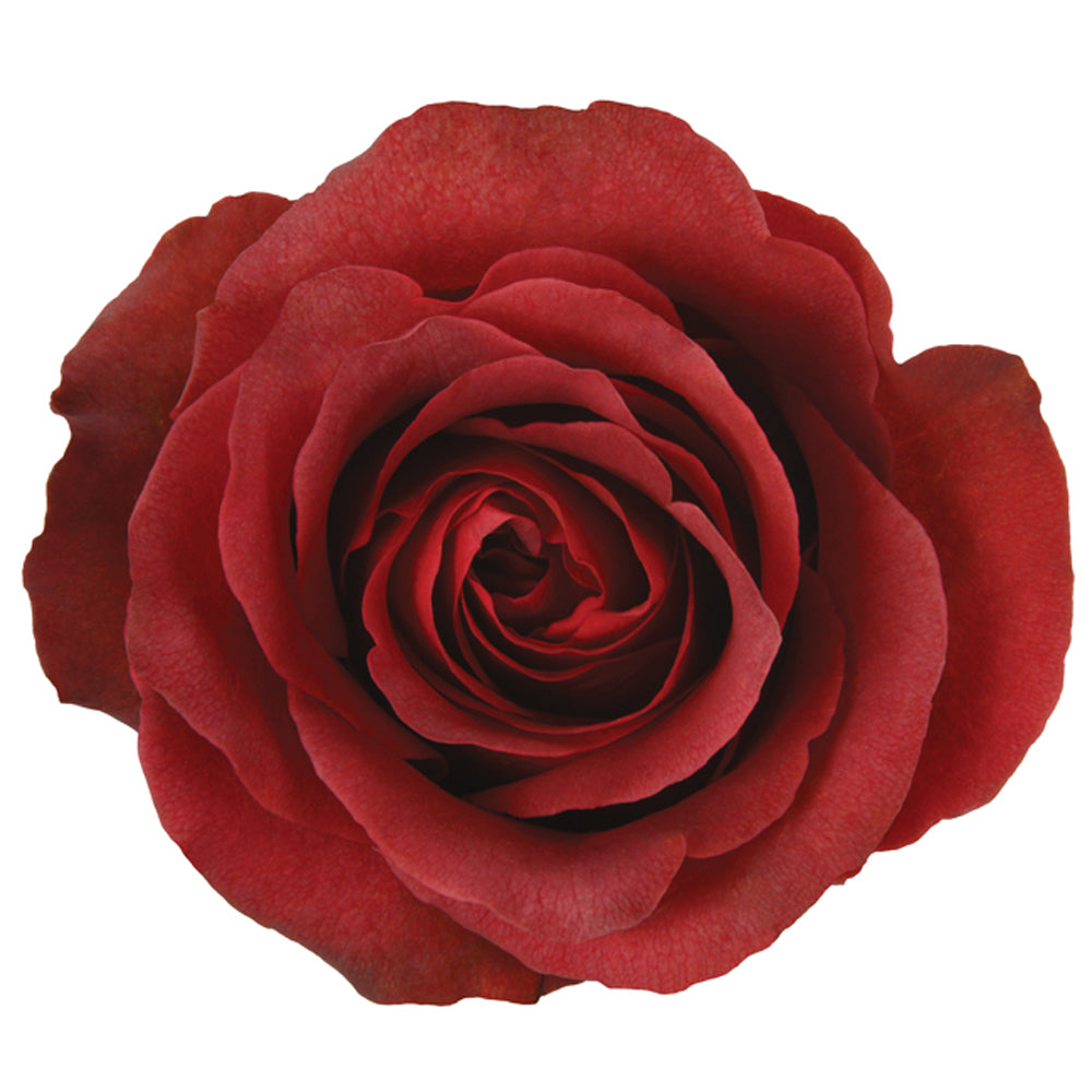 ROSE 50cm TER MATILDA 25 St(Stems)