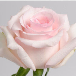 ROSE 40cm LPK ROSE NENA 25ST 25 St(Stems)