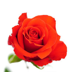 ROSE NINA 50CM
