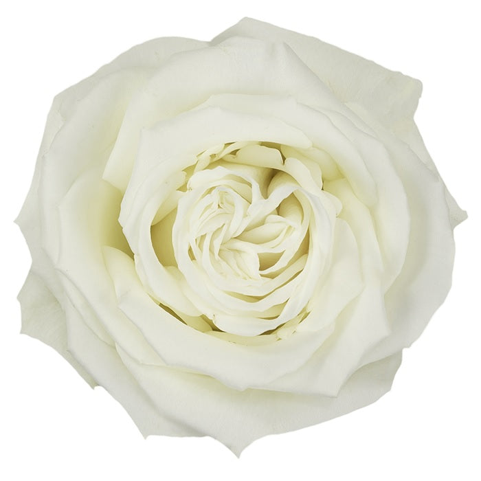 ROSE PLAYA BLANCA 25ST 60CM