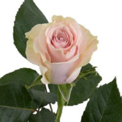 ROSE 60cm LPK Pink Mondial 25 St(Stems)