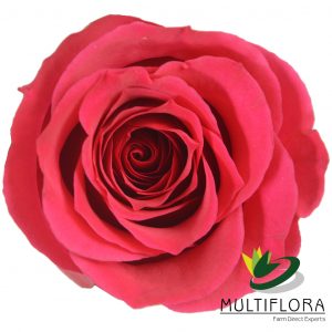 ROSE 40cm DPK Queen Berry 25 St(Stems)