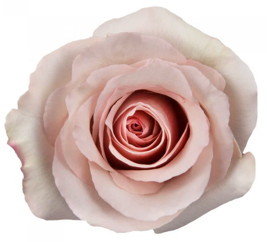 ROSE QUICKSAND 25ST 50CM