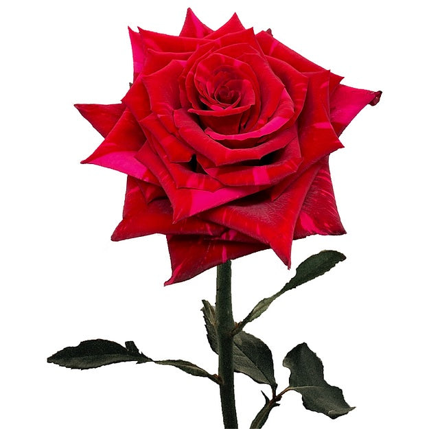 RED ROSE 50cm RED Panther 25 St(Stems)